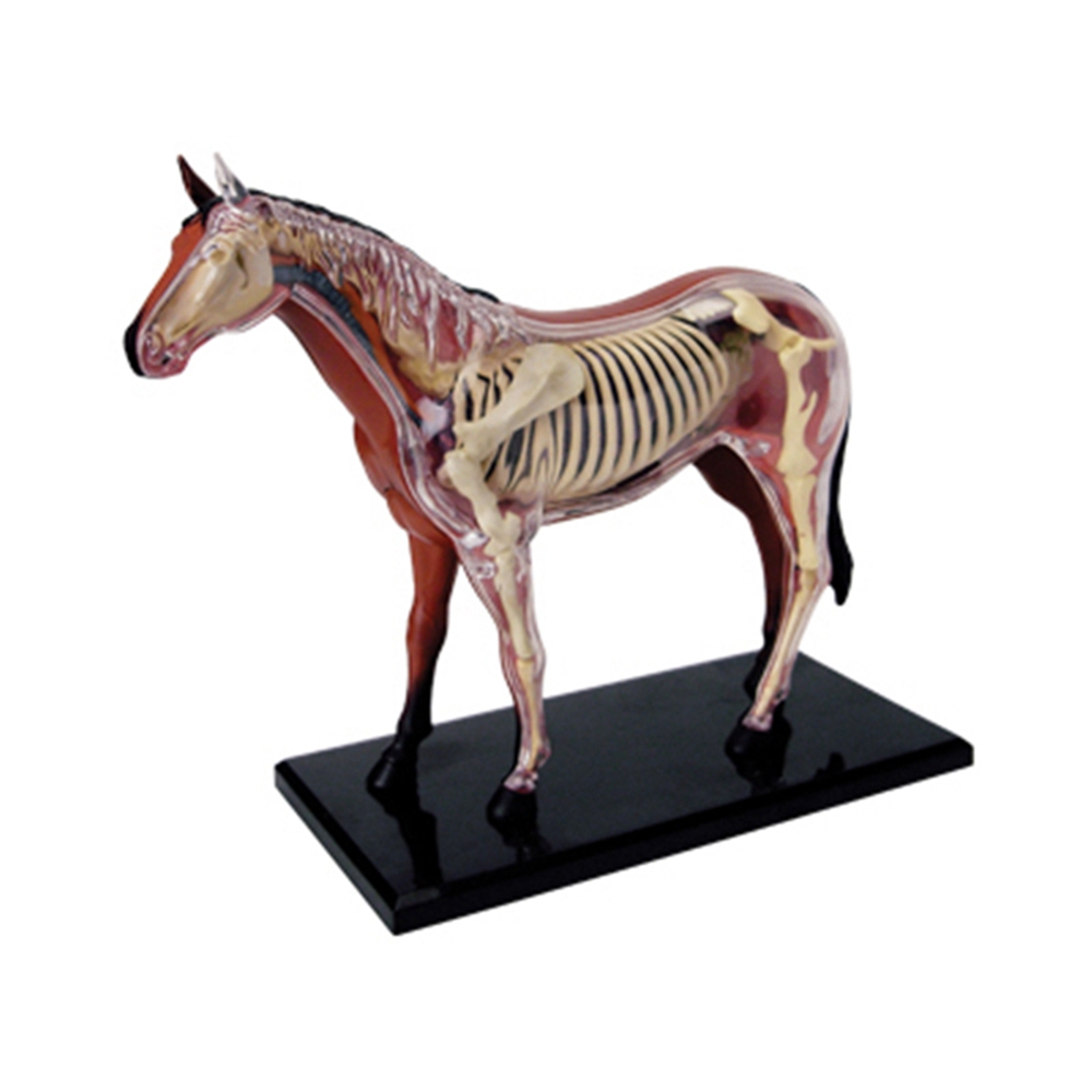 Science Toys - สัตว์ออร์แกน Anatomy 4D Horse Intelligence ประกอบของเล่นการสอน