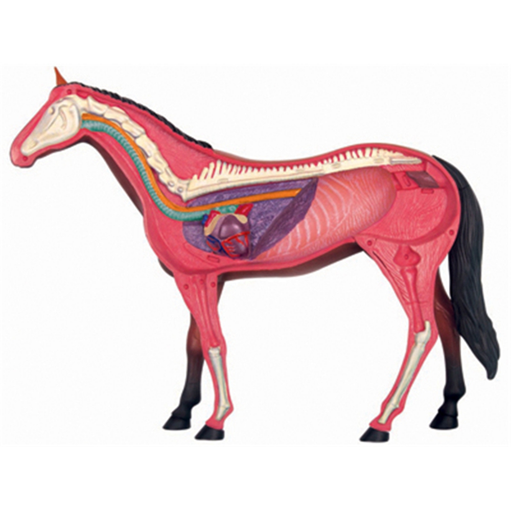 สัตว์ออร์แกน Anatomy 4D Horse  - Science Toys บทวิจารณ์และราคา