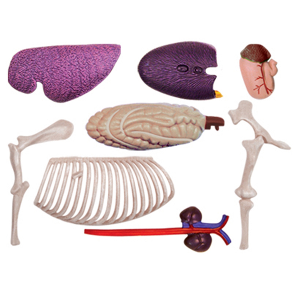 สัตว์ออร์แกน Anatomy 4D Horse  - Science Toys บทวิจารณ์และราคา